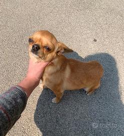 Stallone di chihuahua per MONTA