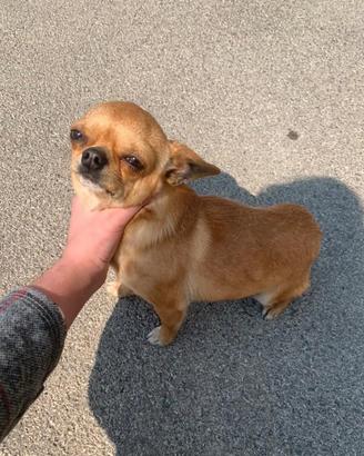 Stallone di chihuahua per MONTA