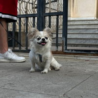 Cane per monta chihuahua