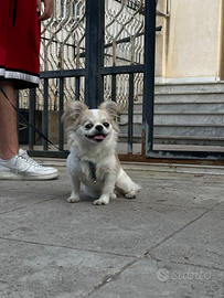 Cane per monta chihuahua