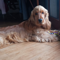 Cocker spaniel amanti e conoscitori razza