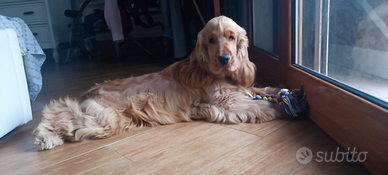 Cocker spaniel amanti e conoscitori razza