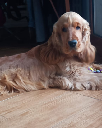 Cocker spaniel amanti e conoscitori razza