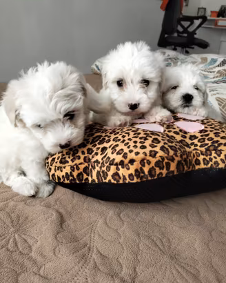 Maltese