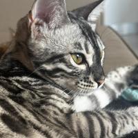 Disponibile femmina Bengala Silver per monta