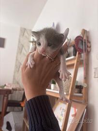Gattine