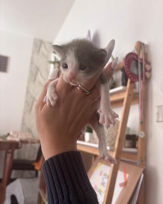 Gattine