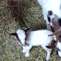 Tibenane piccolissime