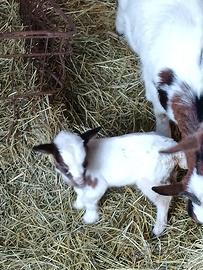 Tibenane piccolissime