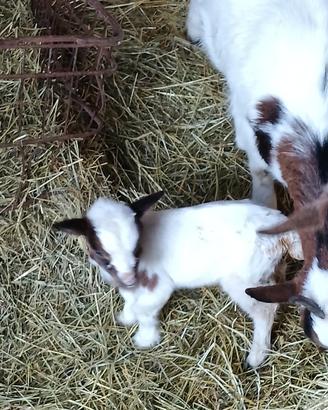 Tibenane piccolissime