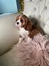 cavalier-king