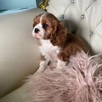 Cavalier king