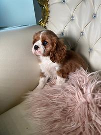 Cavalier king