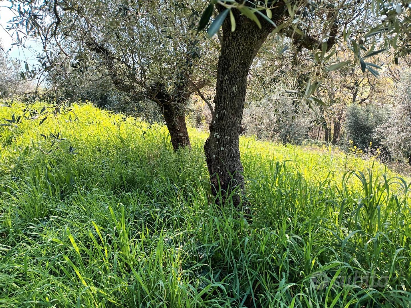 Piccolo lotto di terreno - Vista 3