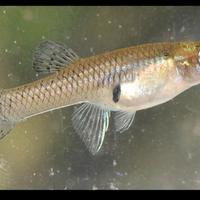 Pesce mangia zanzare - Gambusia affinis