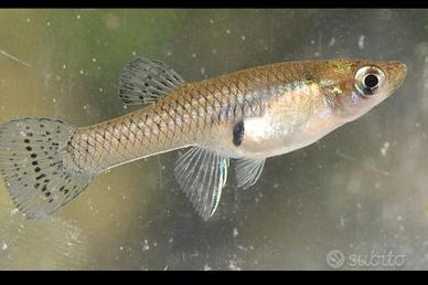 Pesce mangia zanzare - Gambusia affinis