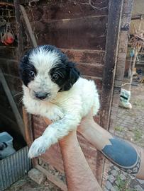 Cuccioli mix Border collie