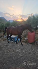 Cavallo