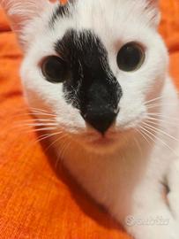 Gattino in adozione