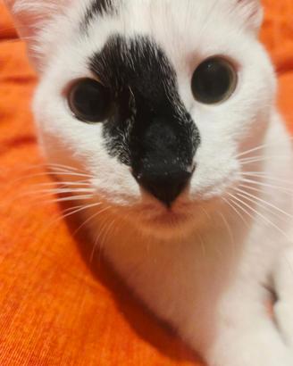 Gattino in adozione