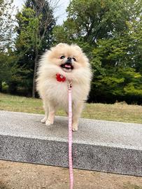 Volpino Pomerania ADULTA 1.5kg PEDIGREE 1 anno