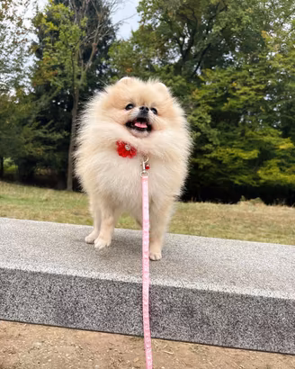 Volpino Pomerania ADULTA 1.5kg PEDIGREE 1 anno