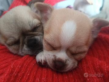 Cuccioli di chihuahua