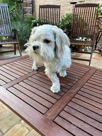 Cucciolo maltese - RIMBORSO SPESE