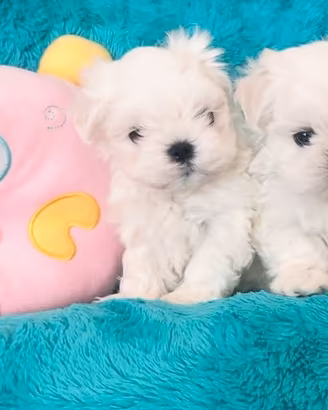 Maltese cuccioli