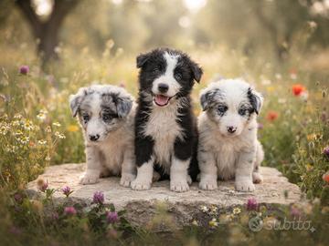 Cuccioli border collie merle