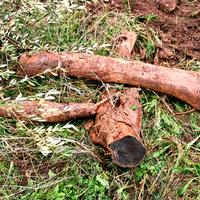 Legna stagionata di ulivo, consegna a domicilio