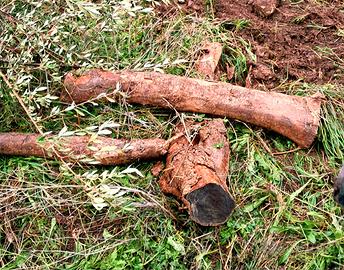 Legna stagionata di ulivo, consegna a domicilio