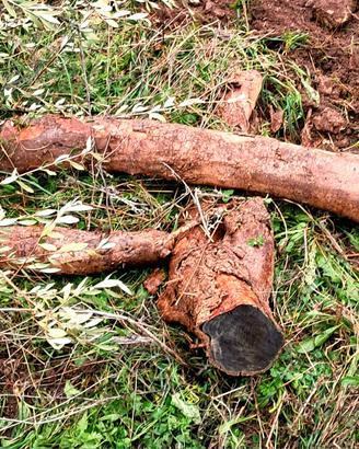 Legna stagionata di ulivo, consegna a domicilio