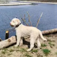 Ronny per fidanzata lagotto per monta