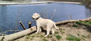 Ronny per fidanzata lagotto per monta