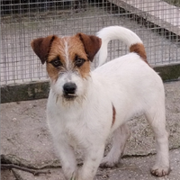 Jack Russell Terrier