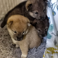 Cuccioli shiba pedigree