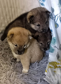 Cuccioli shiba pedigree