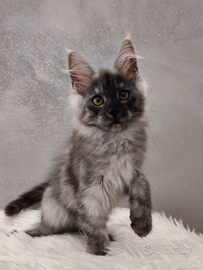 Cucciola Maine Coon Black Smoke