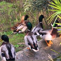 Maschi di germani reali puri