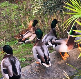 Maschi di germani reali puri