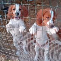 Cuccioli Breton Puri