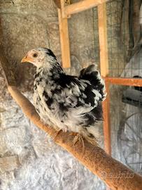 Galline