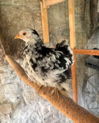 Galline