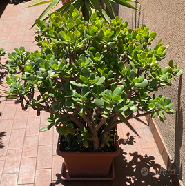 Albero di Giada - Crassula ovata