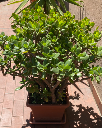 Albero di Giada - Crassula ovata