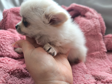 Spitz mini femminucce