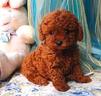 barboncini-red-mini-toy-e-toy-anche-in-12-rate