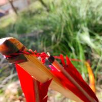 Longbow inglese in tasso