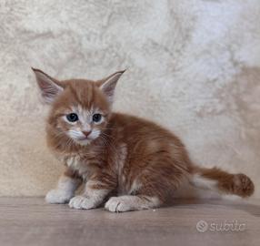 Maine Coon
